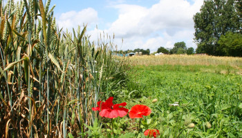 Opinie: "Vervang hectaresteun in GLB door gerichte steun voor klimaat en milieu"