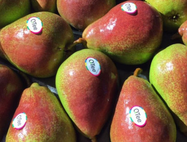 Nieuwe gebloste peer te vinden op de Belgische markt