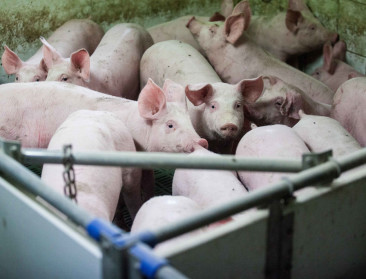 Afrikaanse varkenspest rukt op: uitbraak in 51 landen