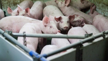 Afrikaanse varkenspest rukt op: uitbraak in 51 landen