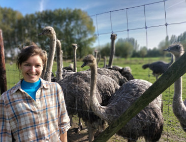 Tuinbouwbedrijf bouwt struisvogelhobby uit tot populaire kinderboerderij