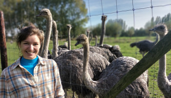 Tuinbouwbedrijf bouwt struisvogelhobby uit tot populaire kinderboerderij