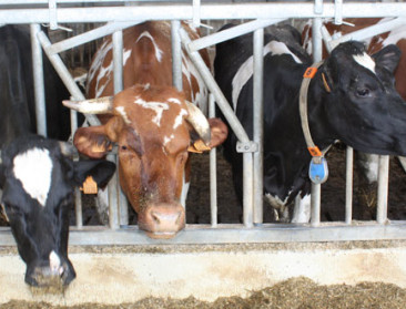 Over laaghangend fruit en veeteelt in perspectief