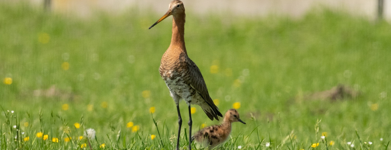 beschermingakkervogelsgrutto-cSandraVanHespen