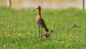 Waarom samenwerken cruciaal is: “Het voortbestaan van de weidevogels hangt af van de boeren”