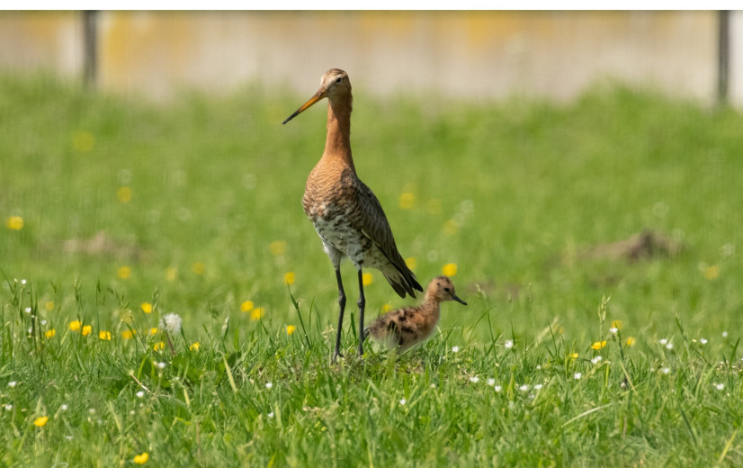 Waarom samenwerken cruciaal is: “Het voortbestaan van de weidevogels hangt af van de boeren”