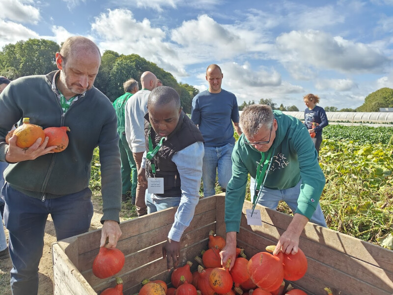 Ons Dagelijks Groen VLAIO pompoenen oogsten