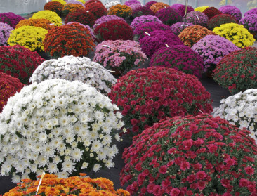 Vertakking chrysanten sturen met LED-licht