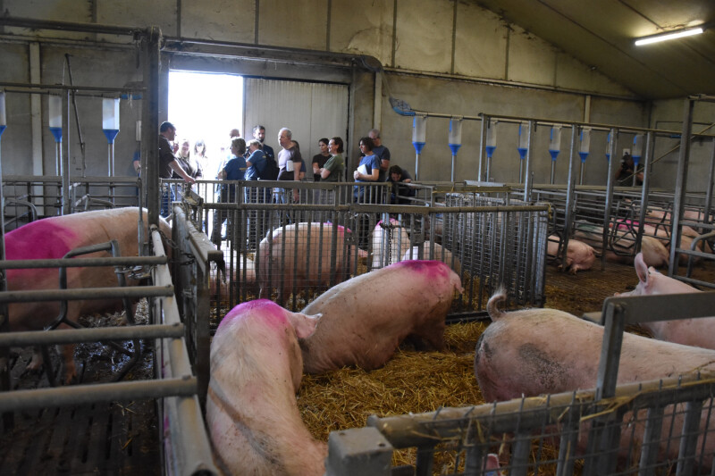 ilvo rondleiding varkens
