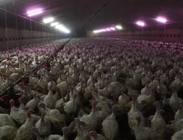 GAIA klaagt dierenleed in kalkoenkwekerijen aan