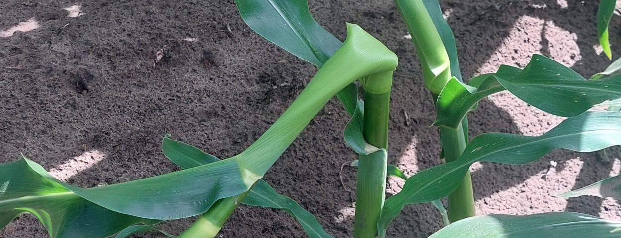 gert van de ven oogstschade crop