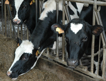 Melkveebedrijven kunnen besparen op grondstof en voeder