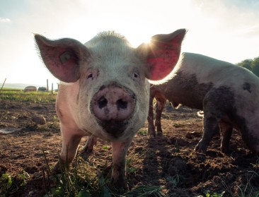 Omzet vleesveesector stijgt licht maar blijft kwetsbaar