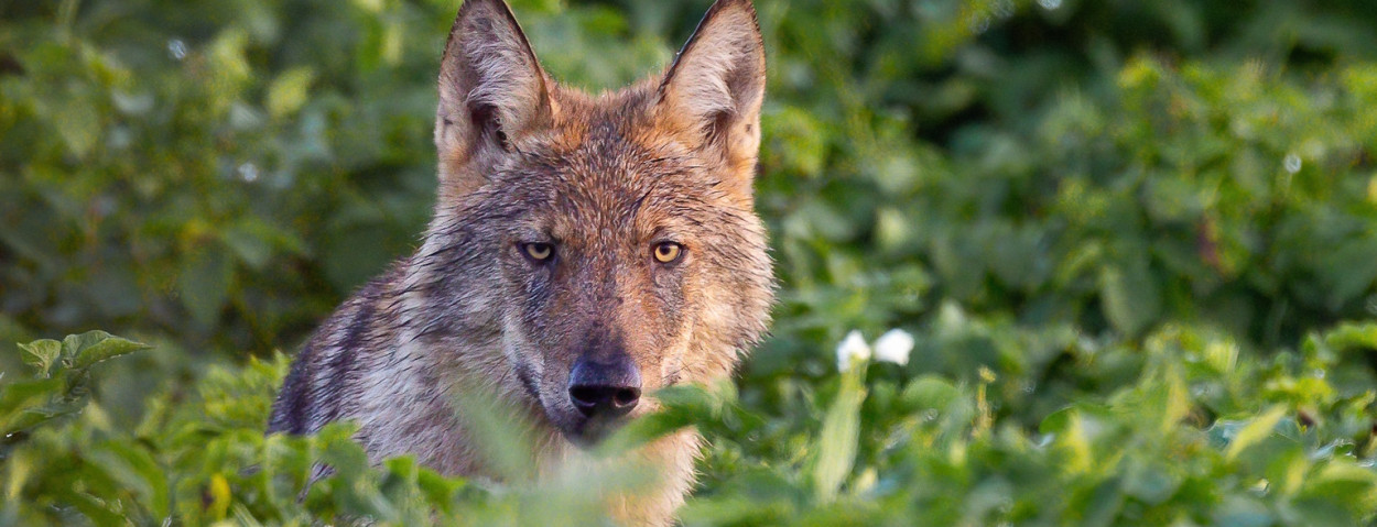 Welp in aardappelveld in Peer_20 augustus 2023_credit Jochen Lambrechts & Welkom Wolf-web