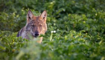 Duitsland lanceert afschotwet voor wolven