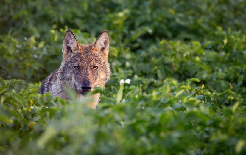 Duitsland lanceert afschotwet voor wolven