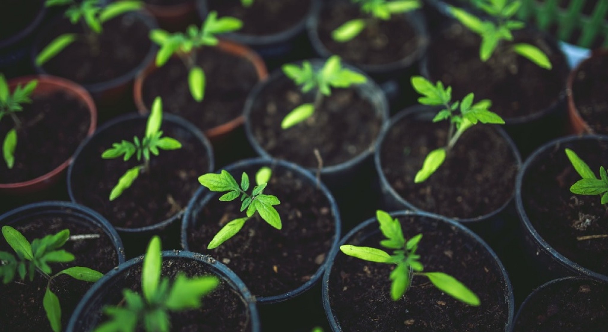 Tervuren bant turfhoudende potgrond, ook tuinbouw probeert andere substraten