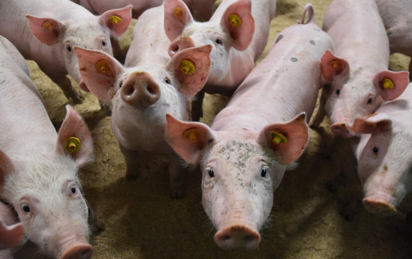Dubbel feest na meer dan tien jaar varkens- en melkveeonderzoek van ILVO, UGent en HOGent