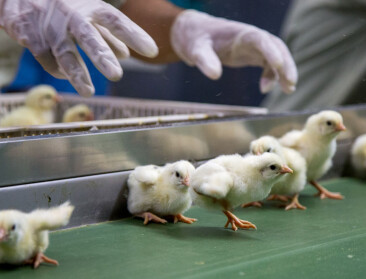 GAIA en Comeos vragen om een verbod op het doden van eendagskuikens