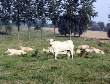 Gematigde vleesconsumptie levert forse klimaatwinst op