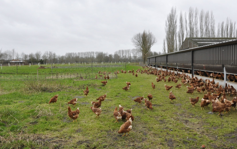 Hoe krijgen kippen vogelgriep?