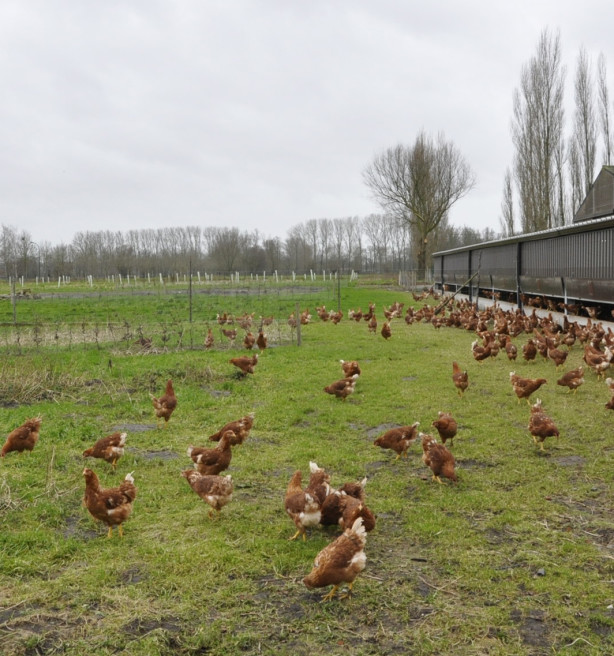 Hoe krijgen kippen vogelgriep?