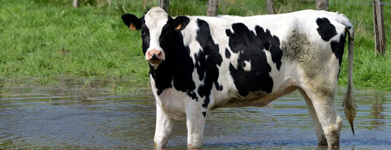 koeweidehittestresswarmtewater-1280