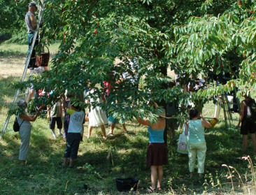 Hoogstam kersenteelt herbeleeft zondag zijn oude glorie