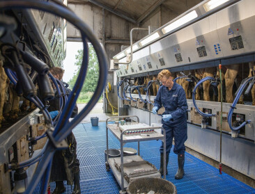 Voor het eerst daalt de gemiddelde melkproductie van Vlaamse koeien