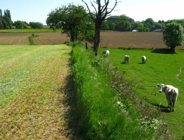 Groen licht voor ruilverkaveling Gooik