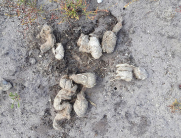 Limburg kreeg het bezoek van een vierde wolf