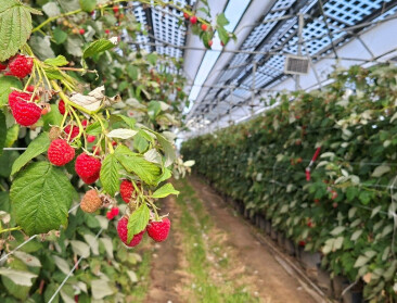 Zonnepanelen boven bessen en frambozen tonen potentieel: minder water, meer kwaliteitsfruit