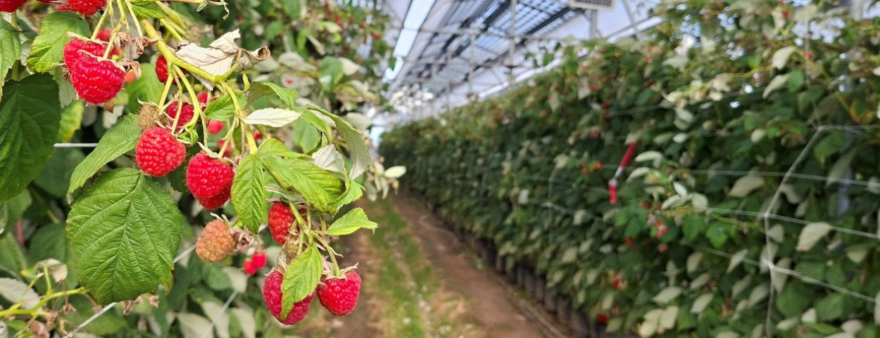 frambozen agrivoltaics