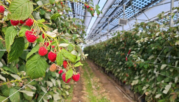 Zonnepanelen boven bessen en frambozen tonen potentieel: minder water, meer kwaliteitsfruit