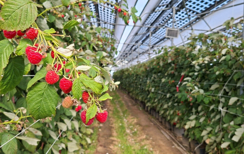 Zonnepanelen boven bessen en frambozen tonen potentieel: minder water, meer kwaliteitsfruit