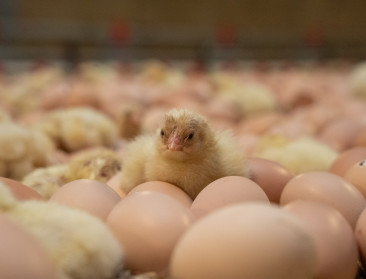 Kippenboeren, die aan Colruyt leveren, verankeren beter dierenwelzijn in nieuwe coöperatie