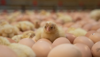 Kippenboeren, die aan Colruyt leveren, verankeren beter dierenwelzijn in nieuwe coöperatie