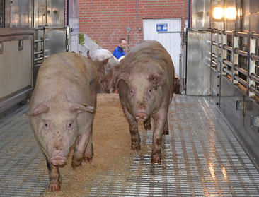 Weinig enthousiasme over Europese steun voor varkenssector