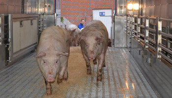 Weinig enthousiasme over Europese steun voor varkenssector