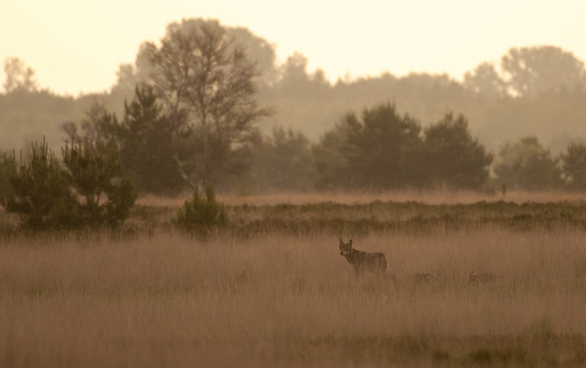 Aantal wolven in Limburg gehalveerd, toch voor even