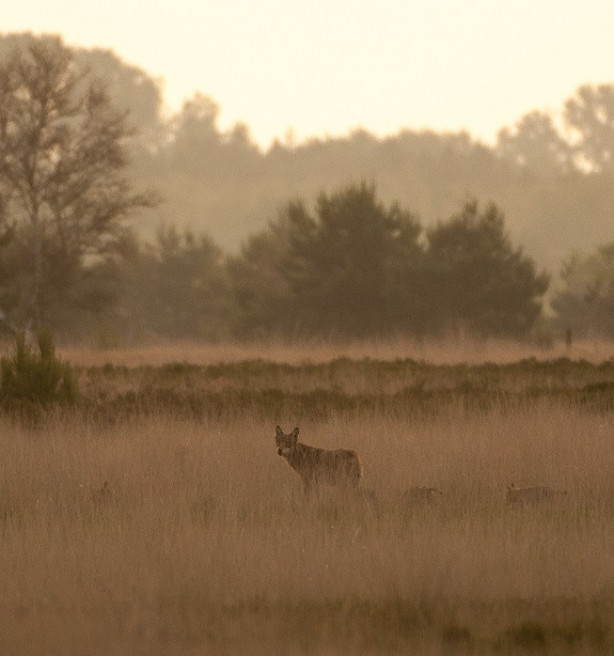 Aantal wolven in Limburg gehalveerd, toch voor even
