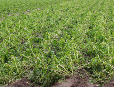 Pinksterstorm bracht meer dan alleen hagelschade