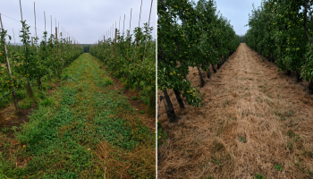 Klaver en kruiden houden fruitplantages tot 20 graden koeler dan gras: “Dit kan een belangrijke klimaatmaatregel worden”