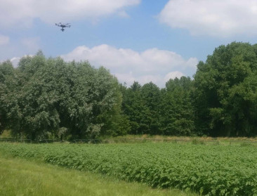 UGent gooit drones en AI in de strijd tegen aardappelziekte
