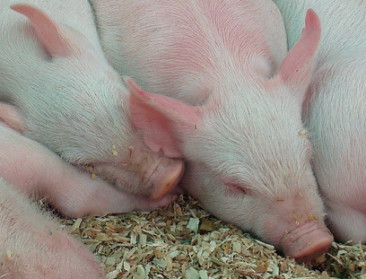 Minister Clarinval heeft bij Europa aangedrongen op steun voor varkenssector