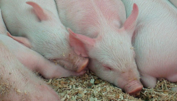 Antibioticagebruik in diervoeder gereduceerd met 88 procent