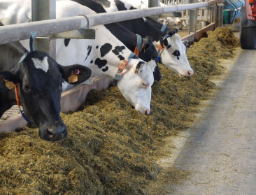 Onderzoek doorprikt twijfel rond methaanreducerend voederen met gras en lijnzaad
