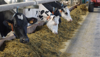 Onderzoek doorprikt twijfel rond methaanreducerend voederen met gras en lijnzaad