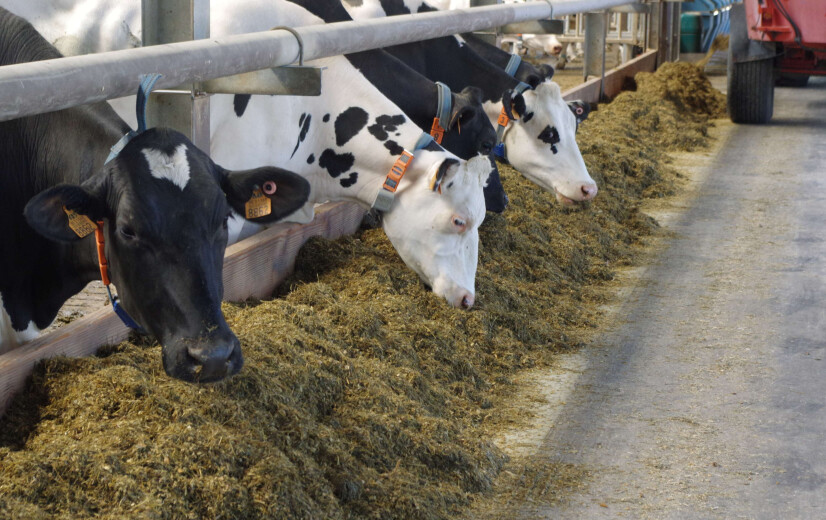 Onderzoek doorprikt twijfel rond methaanreducerend voederen met gras en lijnzaad
