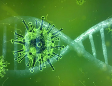 Komt de volgende pandemie via onze veestapel?